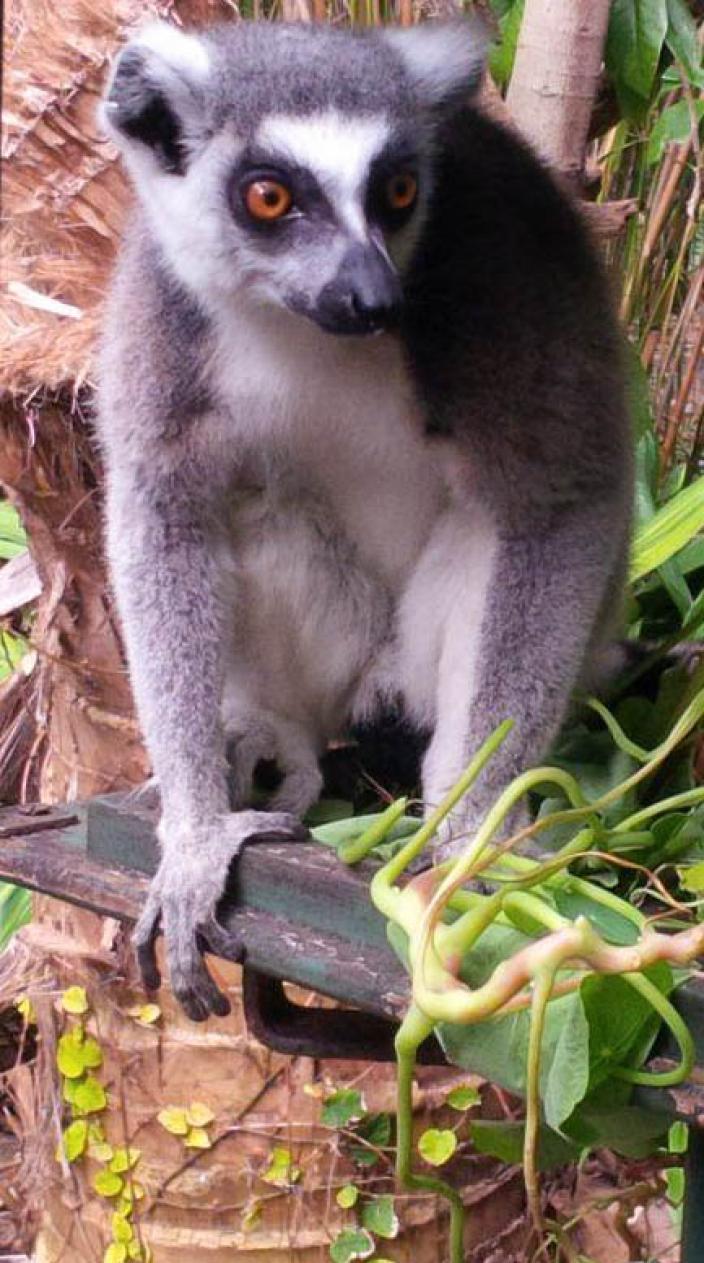 Ring-tailed Lemur